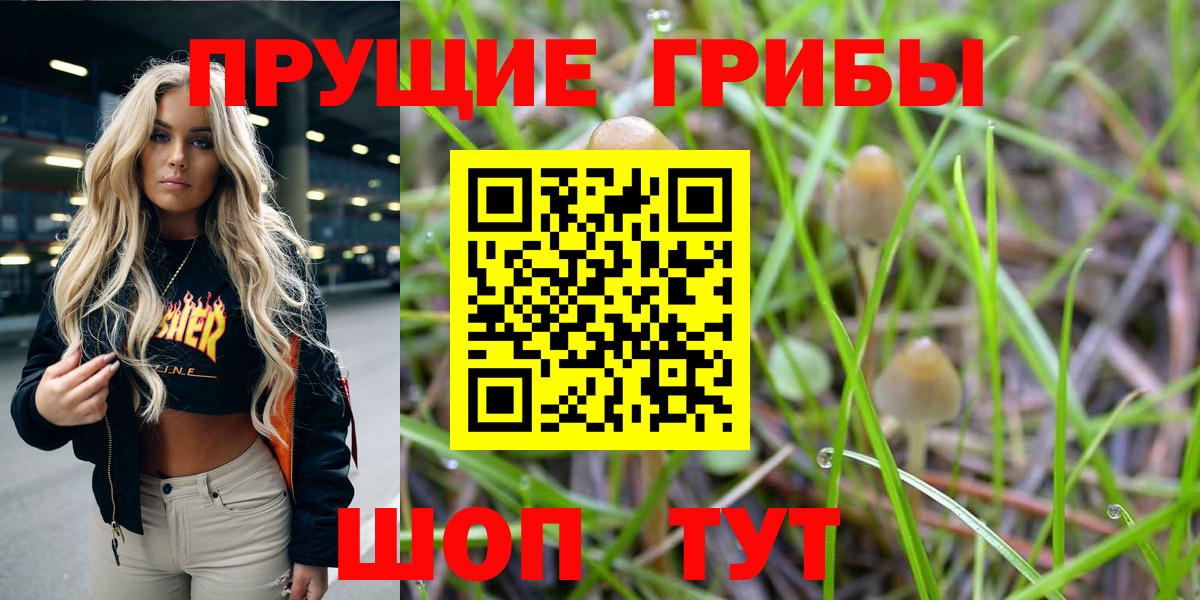 Галлюциногенные грибы Psilocybe Унеча